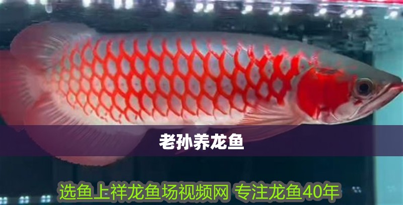 老孫養龍魚