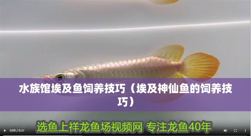 水族館埃及魚飼養技巧（埃及神仙魚的飼養技巧） 水族館埃及魚飼養技巧（埃及神仙魚的飼養技巧） 水族館百科（水族館加盟） 第1張