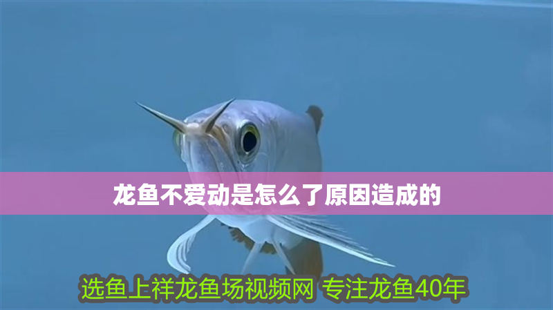 北京雙龍吉安工藝品經銷部（北京雙龍吉利發工貿有限公司） 北京雙龍吉安工藝品經銷部（北京雙龍吉利發工貿有限公司） 全國水族館企業名錄 第2張