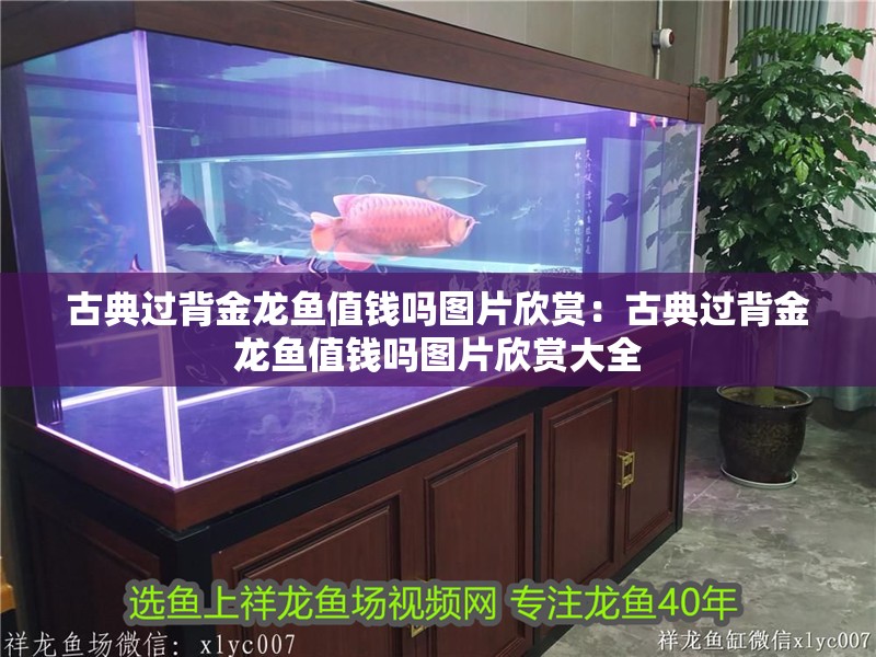 古典過背金龍魚值錢嗎圖片欣賞：古典過背金龍魚值錢嗎圖片欣賞大全