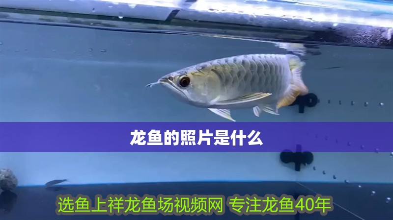 龍魚的照片是什么