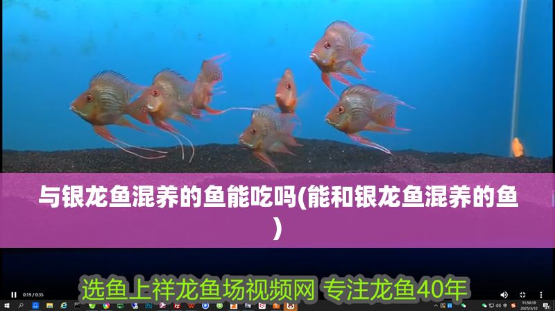 與銀龍魚混養的魚能吃嗎(能和銀龍魚混養的魚)