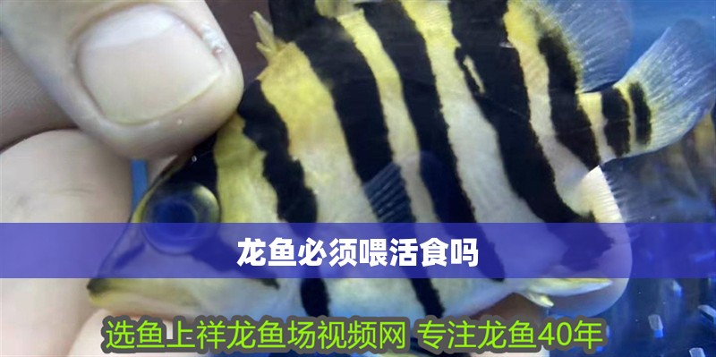 龍魚必須喂活食嗎
