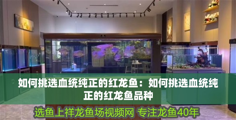 如何挑選血統(tǒng)純正的紅龍魚：如何挑選血統(tǒng)純正的紅龍魚品種 如何挑選血統(tǒng)純正的紅龍魚：如何挑選血統(tǒng)純正的紅龍魚品種 水族問答