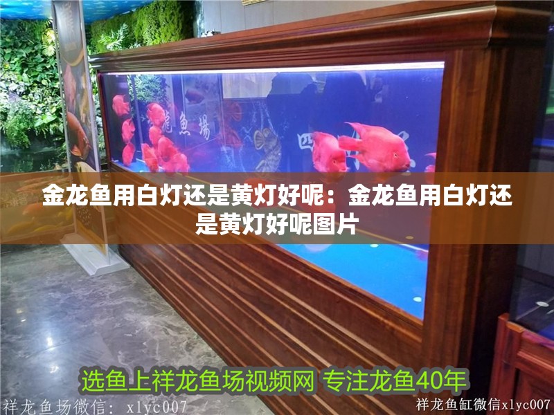 金龍魚用白燈還是黃燈好呢：金龍魚用白燈還是黃燈好呢圖片