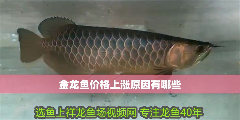 金龍魚價(jià)格上漲原因有哪些