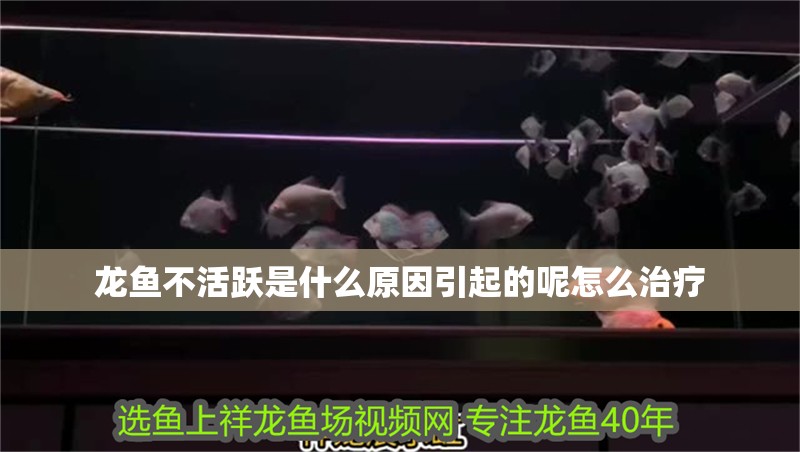 銀龍魚眼睛有白膜怎么辦視頻(銀龍魚眼睛外面有白膜看不見了)