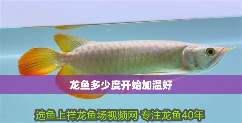 龍魚多少度開始加溫好