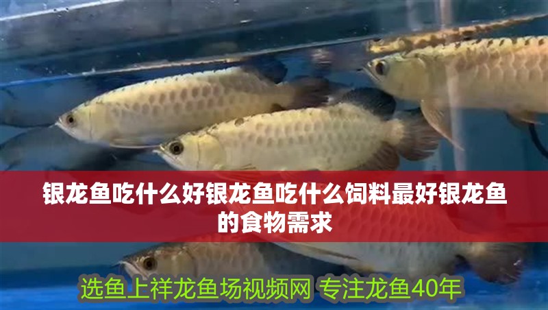 銀龍魚吃什么好銀龍魚吃什么飼料最好銀龍魚的食物需求