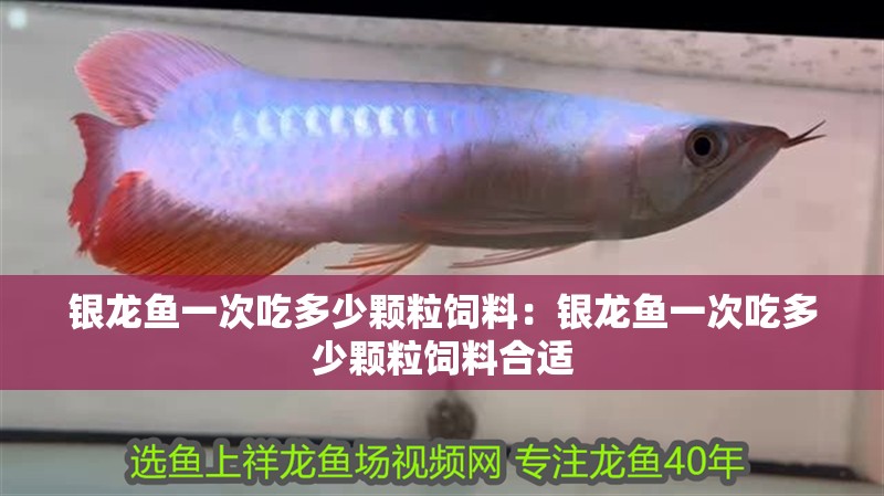 銀龍魚一次吃多少顆粒飼料：銀龍魚一次吃多少顆粒飼料合適