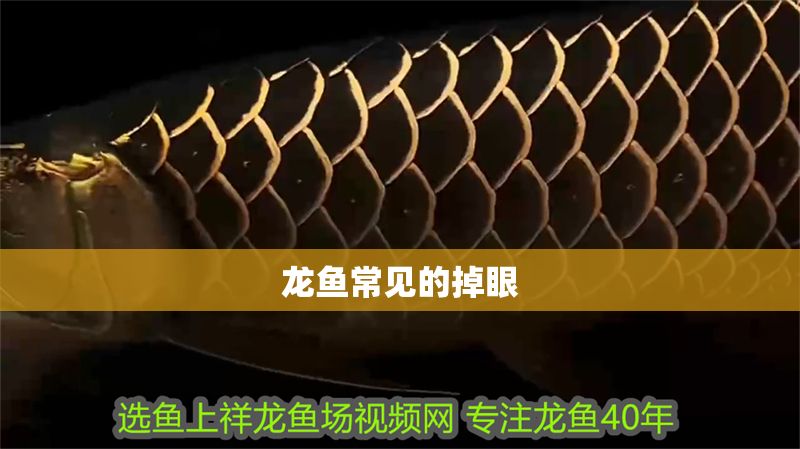 龍魚常見的掉眼