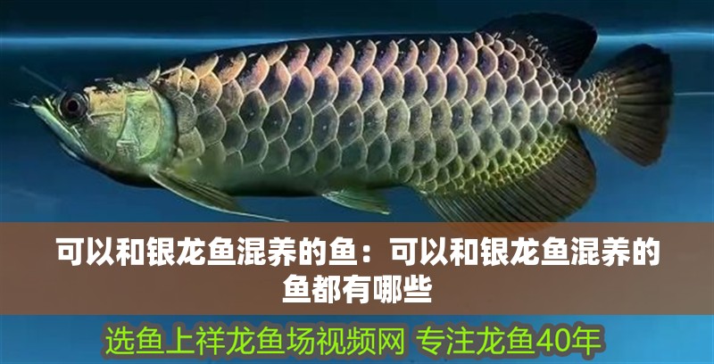 可以和銀龍魚混養的魚：可以和銀龍魚混養的魚都有哪些