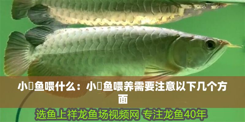 小魟魚(yú)喂什么：小魟魚(yú)喂養(yǎng)需要注意以下幾個(gè)方面 小魟魚(yú)喂什么：小魟魚(yú)喂養(yǎng)需要注意以下幾個(gè)方面 魟魚(yú)百科 第2張