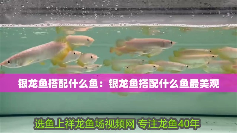銀龍魚搭配什么魚：銀龍魚搭配什么魚最美觀