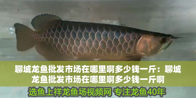 聊城龍魚批發市場在哪里啊多少錢一斤：聊城龍魚批發市場在哪里啊多少錢一斤啊
