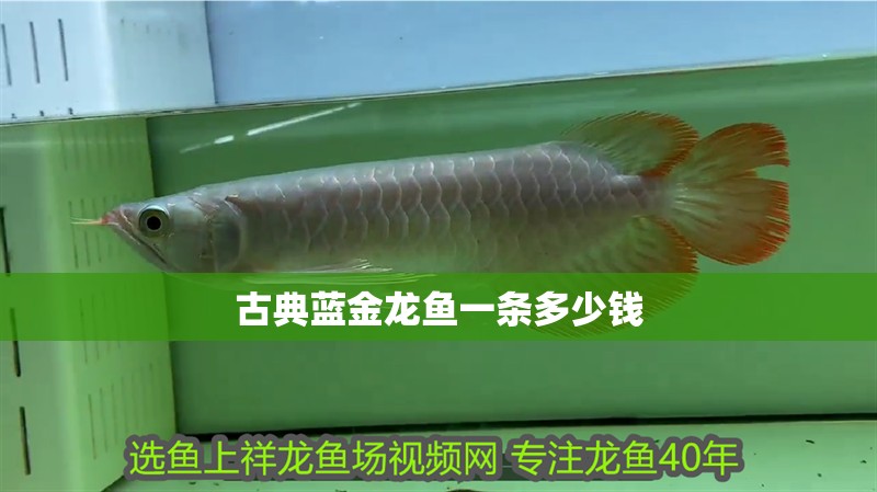 母銀龍魚圖片大全欣賞(銀龍魚母的圖片)