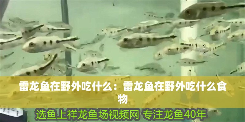 雷龍魚在野外吃什么：雷龍魚在野外吃什么食物