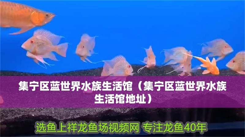 集寧區藍世界水族生活館（集寧區藍世界水族生活館地址） 集寧區藍世界水族生活館（集寧區藍世界水族生活館地址） 全國水族館企業名錄 第2張
