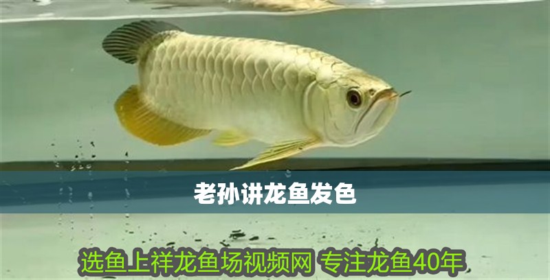 老孫講龍魚發色