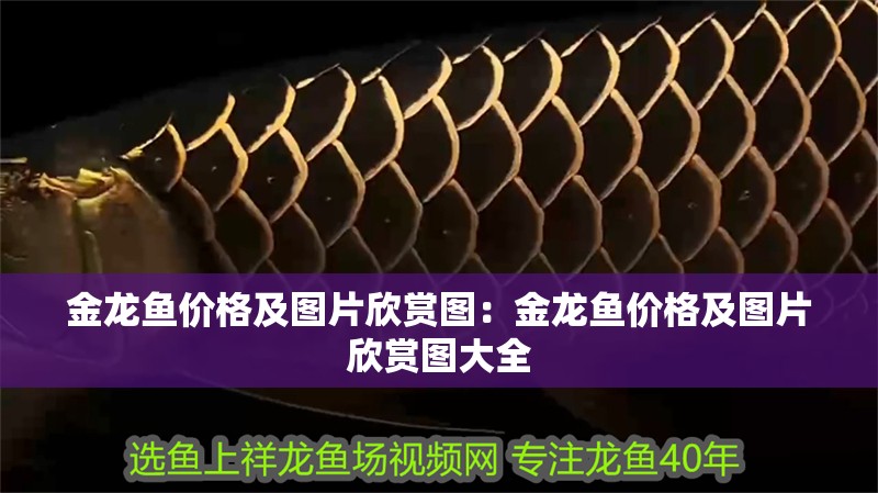 金龍魚價格及圖片欣賞圖:金龍魚價格及圖片欣賞圖大全 水族問答 金龍魚價格及圖片欣賞圖:金龍魚價格及圖片欣賞圖大全 金龍魚價格及圖片欣賞圖:金龍魚價格及圖片欣賞圖大全 水族問答