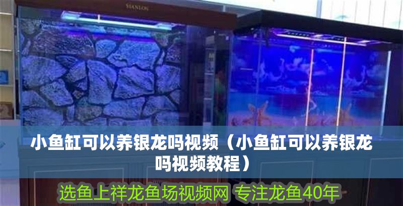 小魚缸可以養銀龍嗎視頻（小魚缸可以養銀龍嗎視頻教程）