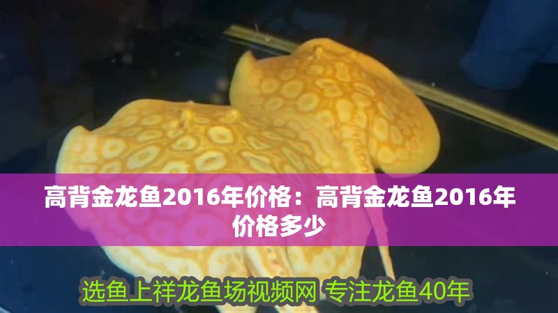 高背金龍魚2016年價格：高背金龍魚2016年價格多少