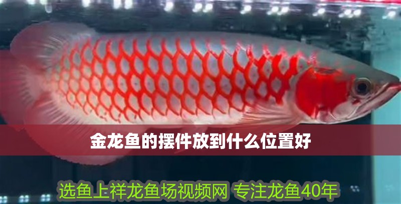 金龍魚的擺件放到什么位置好