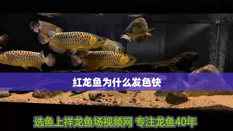 紅龍魚為什么發(fā)色快