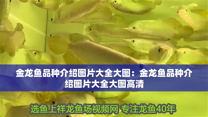 金龍魚品種介紹圖片大全大圖：金龍魚品種介紹圖片大全大圖高清