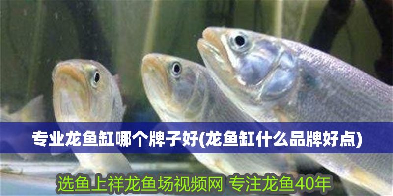 專業龍魚缸哪個牌子好(龍魚缸什么品牌好點) 金龍魚百科 第1張 專業龍魚缸哪個牌子好(龍魚缸什么品牌好點) 專業龍魚缸哪個牌子好(龍魚缸什么品牌好點) 金龍魚百科 第1張