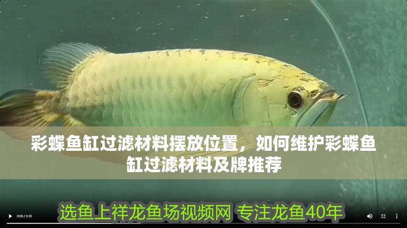 彩蝶魚缸過濾材料擺放位置，如何維護彩蝶魚缸過濾材料及牌推薦