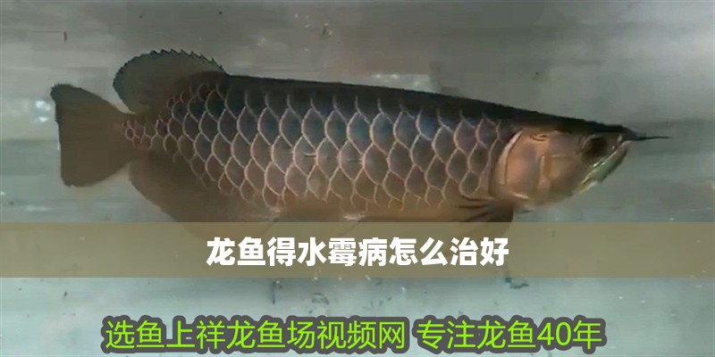 龍魚得水霉病怎么治好 龍魚百科 第2張 龍魚得水霉病怎么治好 龍魚得水霉病怎么治好 龍魚百科 第2張