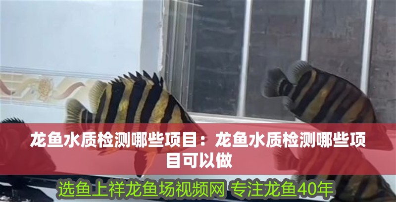 龍魚水質檢測哪些項目:龍魚水質檢測哪些項目可以做 水族問答 龍魚水質檢測哪些項目:龍魚水質檢測哪些項目可以做 龍魚水質檢測哪些項目:龍魚水質檢測哪些項目可以做 水族問答