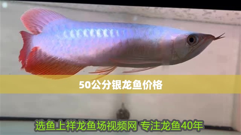 50公分銀龍魚價格