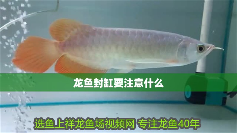 龍魚封缸要注意什么