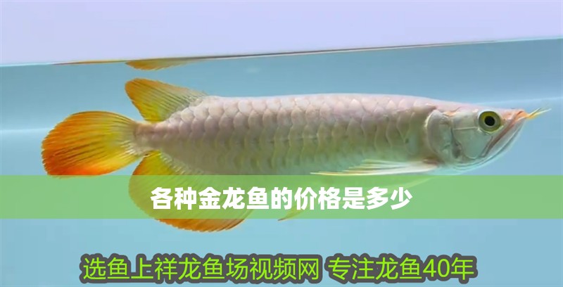 各種金龍魚的價格是多少