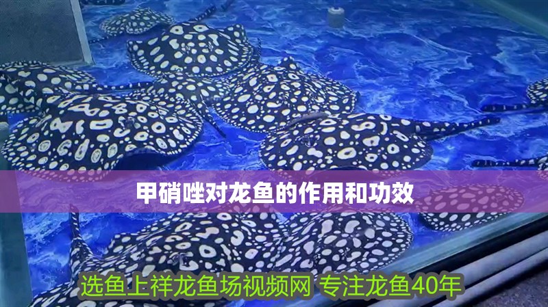 甲硝唑?qū)堲~的作用和功效