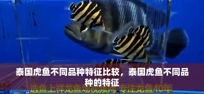 泰國(guó)虎魚(yú)不同品種特征比較，泰國(guó)虎魚(yú)不同品種的特征 泰國(guó)虎魚(yú)不同品種特征比較，泰國(guó)虎魚(yú)不同品種的特征 虎魚(yú)百科 第2張