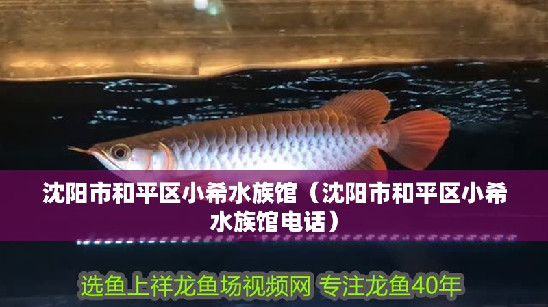 沈陽市和平區(qū)小希水族館（沈陽市和平區(qū)小希水族館電話）