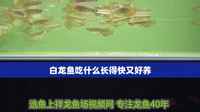 白龍魚吃什么長得快又好養(yǎng) 龍魚百科 第4張 白龍魚吃什么長得快又好養(yǎng) 白龍魚吃什么長得快又好養(yǎng) 龍魚百科 第4張