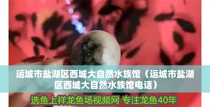 運城市鹽湖區(qū)西城大自然水族館（運城市鹽湖區(qū)西城大自然水族館電話）
