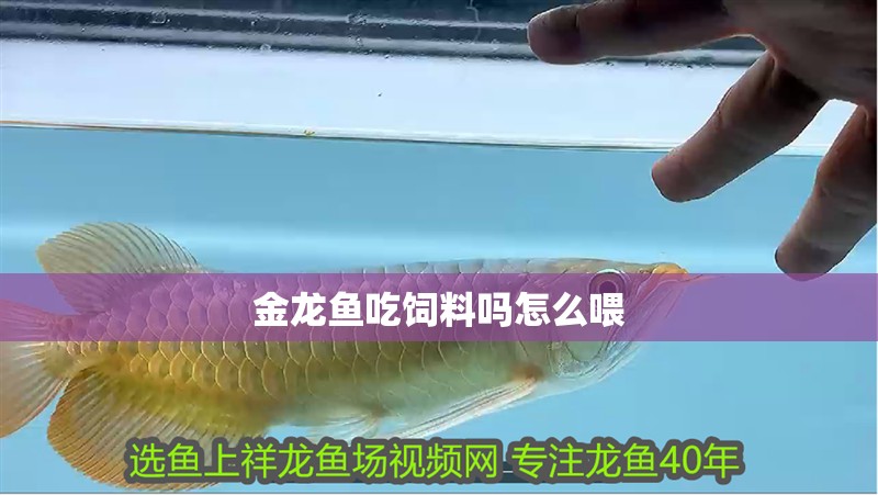 金龍魚吃飼料嗎怎么喂