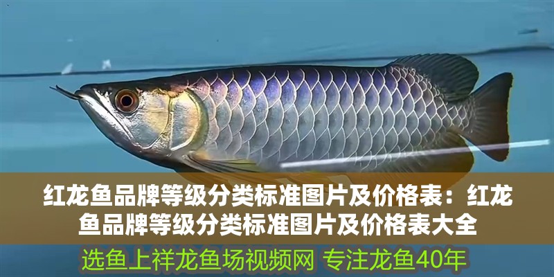 紅龍魚品牌等級分類標準圖片及價格表：紅龍魚品牌等級分類標準圖片及價格表大全