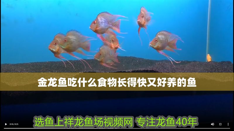 金龍魚吃什么食物長得快又好養(yǎng)的魚