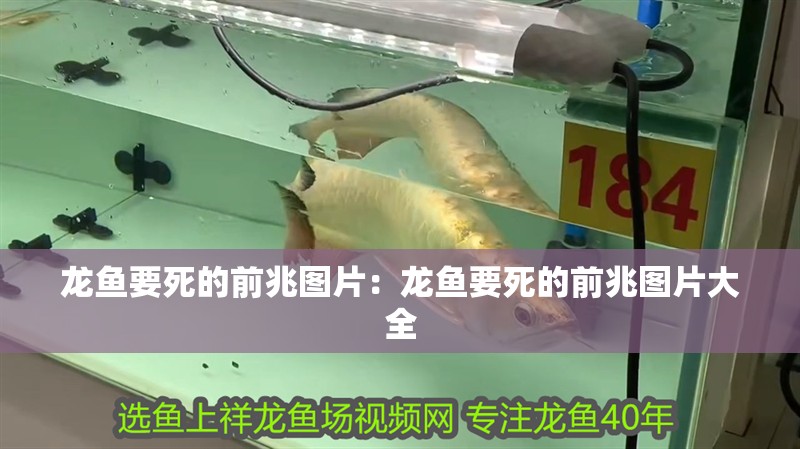 玻璃膠魚缸能用幾年時間：玻璃膠魚缸使用壽命