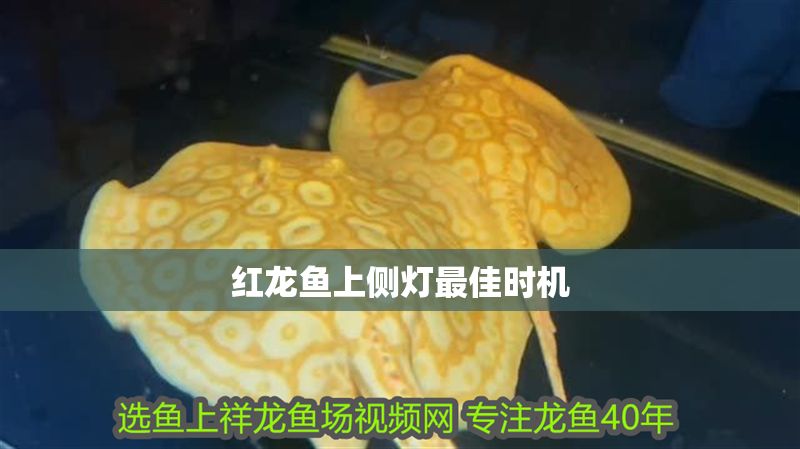 紅龍魚上側燈最佳時機