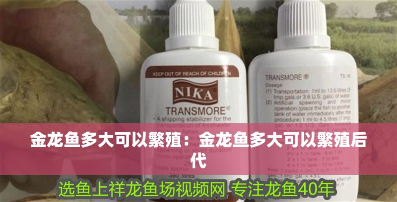 金龍魚多大可以繁殖：金龍魚多大可以繁殖后代