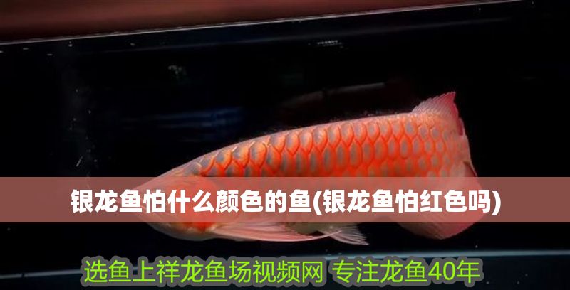 銀龍魚怕什么顏色的魚(銀龍魚怕紅色嗎)