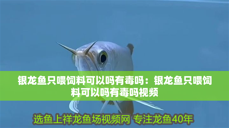 銀龍魚只喂飼料可以嗎有毒嗎：銀龍魚只喂飼料可以嗎有毒嗎視頻 銀龍魚只喂飼料可以嗎有毒嗎：銀龍魚只喂飼料可以嗎有毒嗎視頻 水族問答