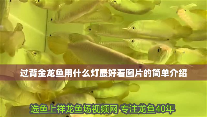 過背金龍魚用什么燈最好看圖片的簡單介紹
